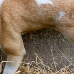 Como ensino meu cachorro a fazer xixi e cocô no lugar certo?