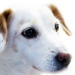 Doenças oftalmológicas em cães e gatos