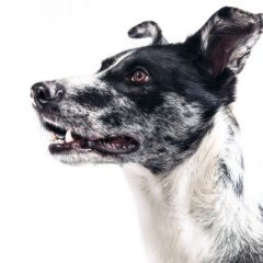 Doenças respiratórias em cães e gatos – sintomas e dicas