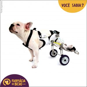 animais-especiais-voce-sabia