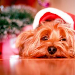Festa de Natal e os cuidados com os bichos