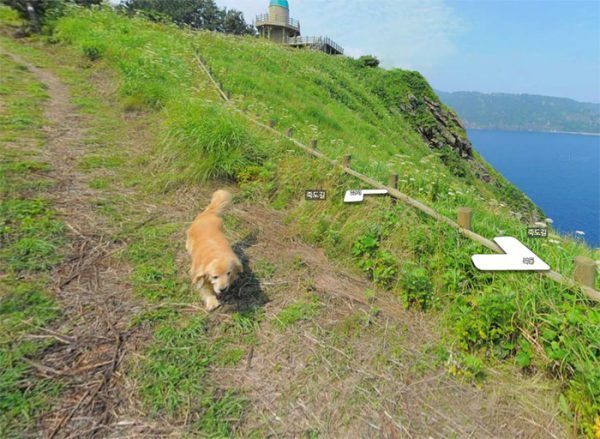 cachorro-segue-aparelho-do-google-street-view-veja-as-fotos-5