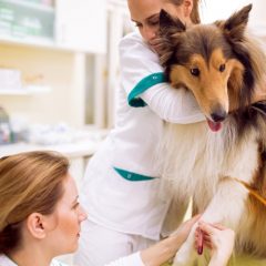 Quais são as causas e como é feito o diagnóstico da leishmaniose canina?