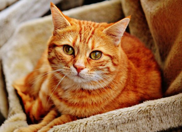 4 doenças que seu gato pode passar para você 